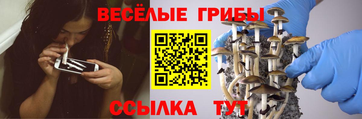 Псилоцибиновые грибы Cubensis Мценск